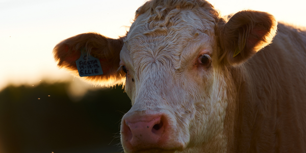 Connecting Cows to Save the Lives of Calves with MooCall - Vodafone Industrial IoT Case Study