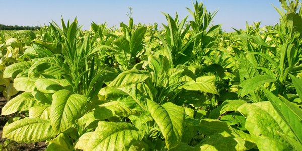 Controlling and Monitoring Tobacco Plants in China - Advantech Industrial IoT Case Study