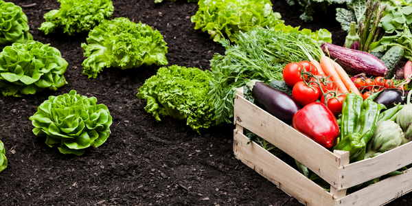Fresh Solutions for Fresh Produce - SAP Industrial IoT Case Study