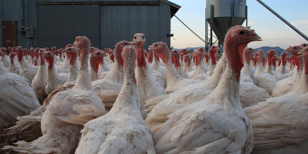 Keeping Bernard Matthews Turkey Farms Warm This Christmas - Eseye Industrial IoT Case Study