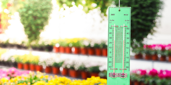 Precision beekeeping with wireless temperature monitoring - Aranet Industrial IoT Case Study