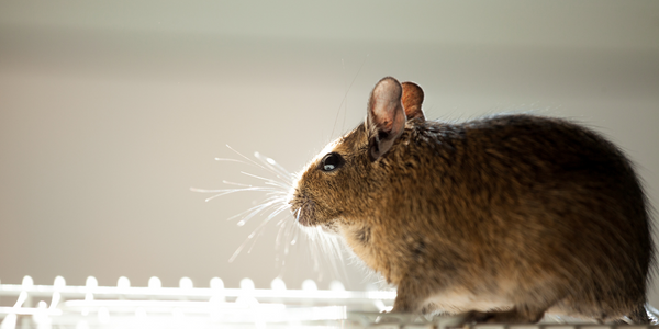 Revolutionizing Rodent Control - Exosite Industrial IoT Case Study